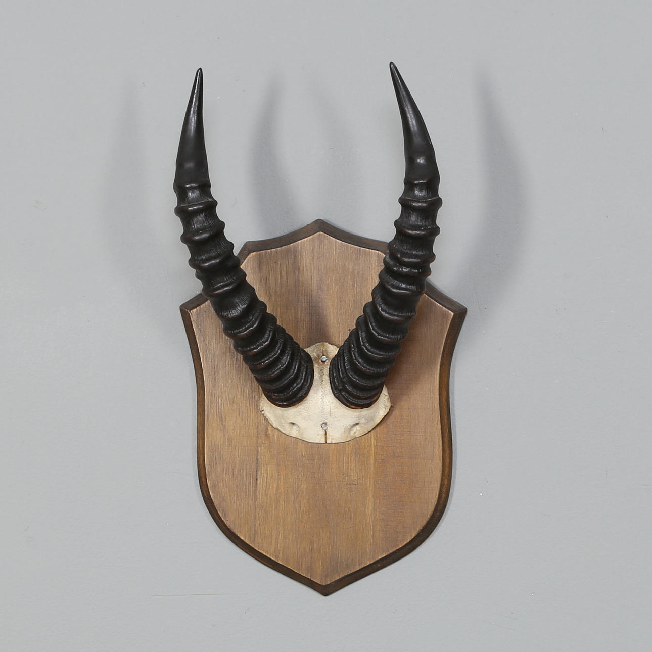 AFRICAN HUNTING TROPHY, Topi.