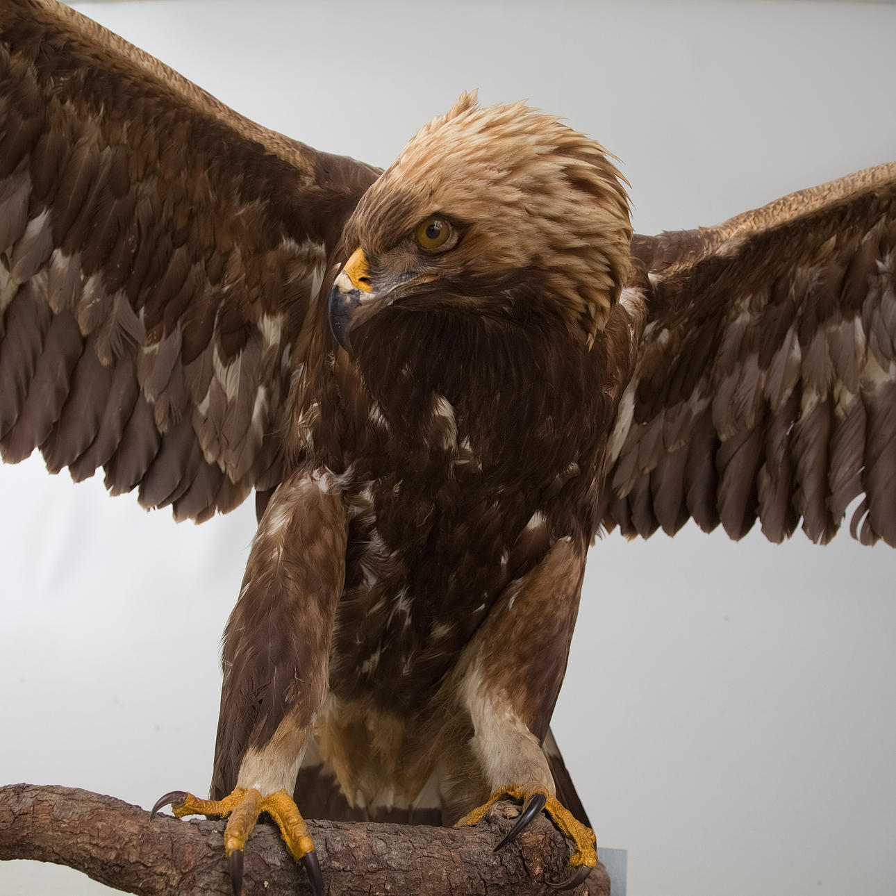 KUNGSÖRN, uppstoppad.