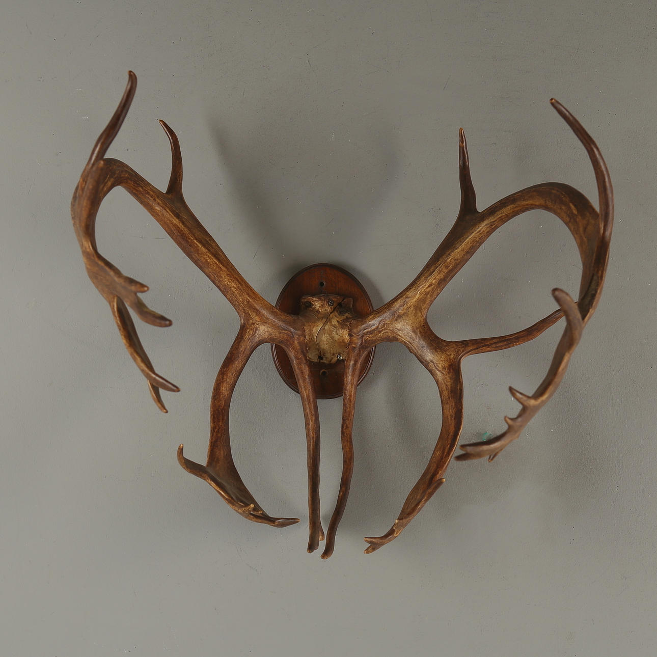 Rensdyr, 20. århundrede.