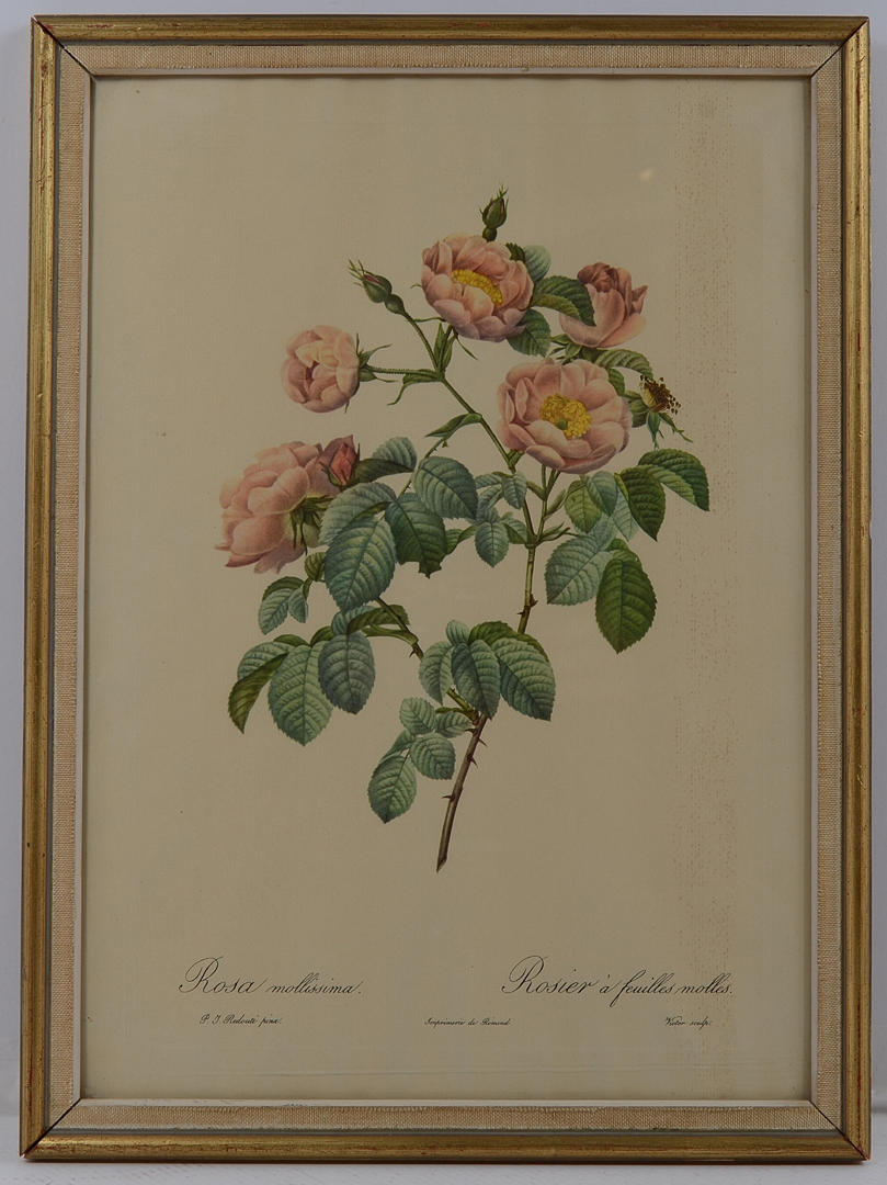 P. J. REDOUTÉ. Rosa mollissima.
