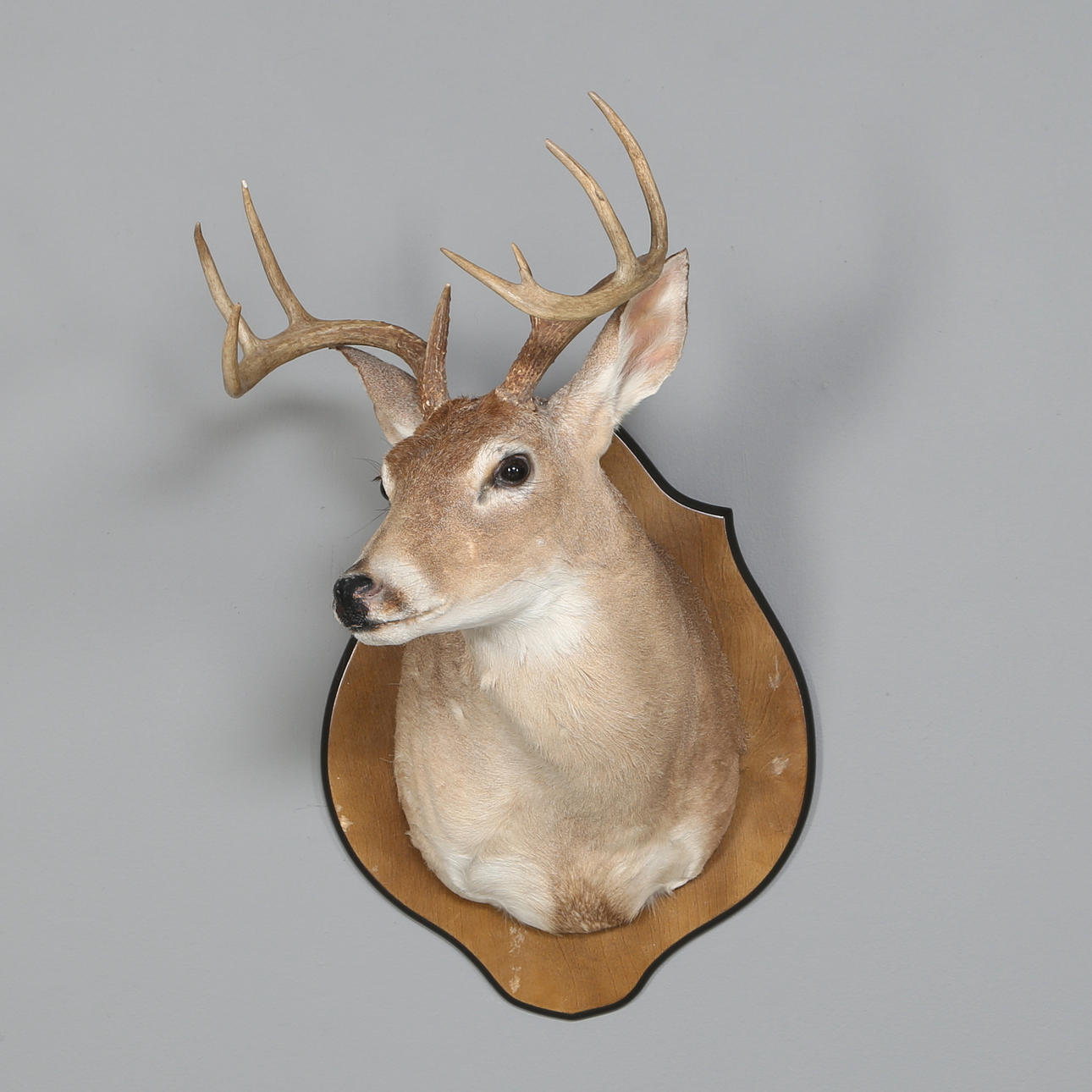 TROPHY, white-tailed deer, mounted on wooden plinth.