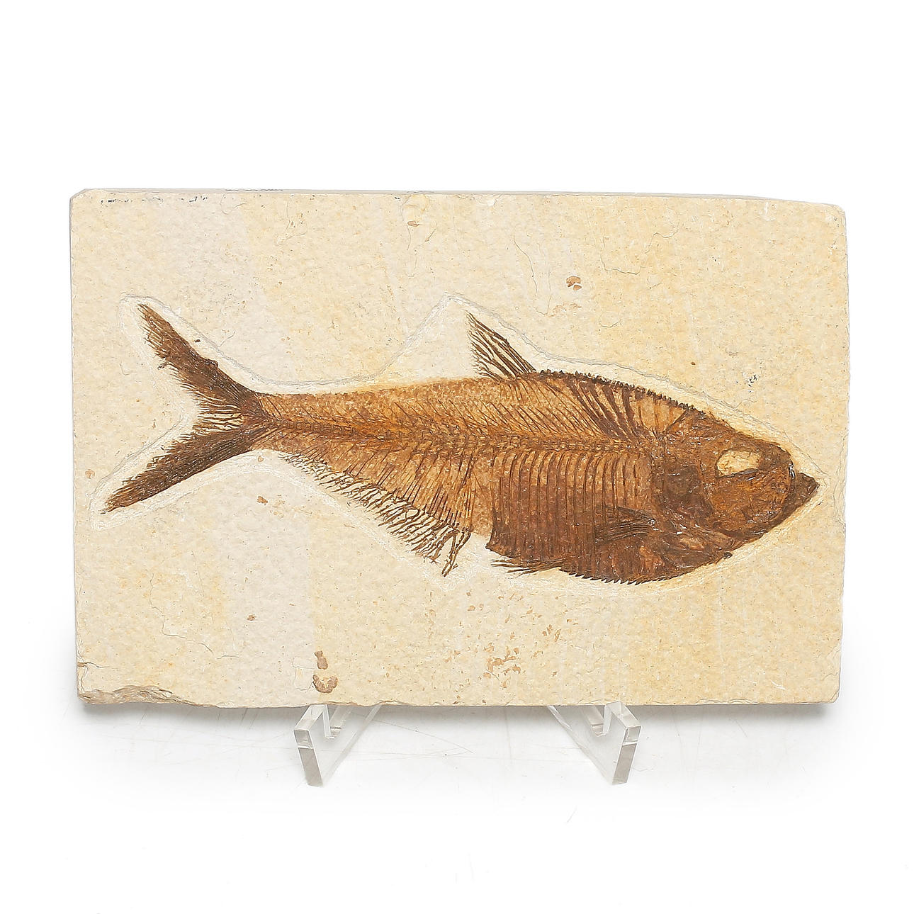 FOSSIL I KALKSTEN, fisk.