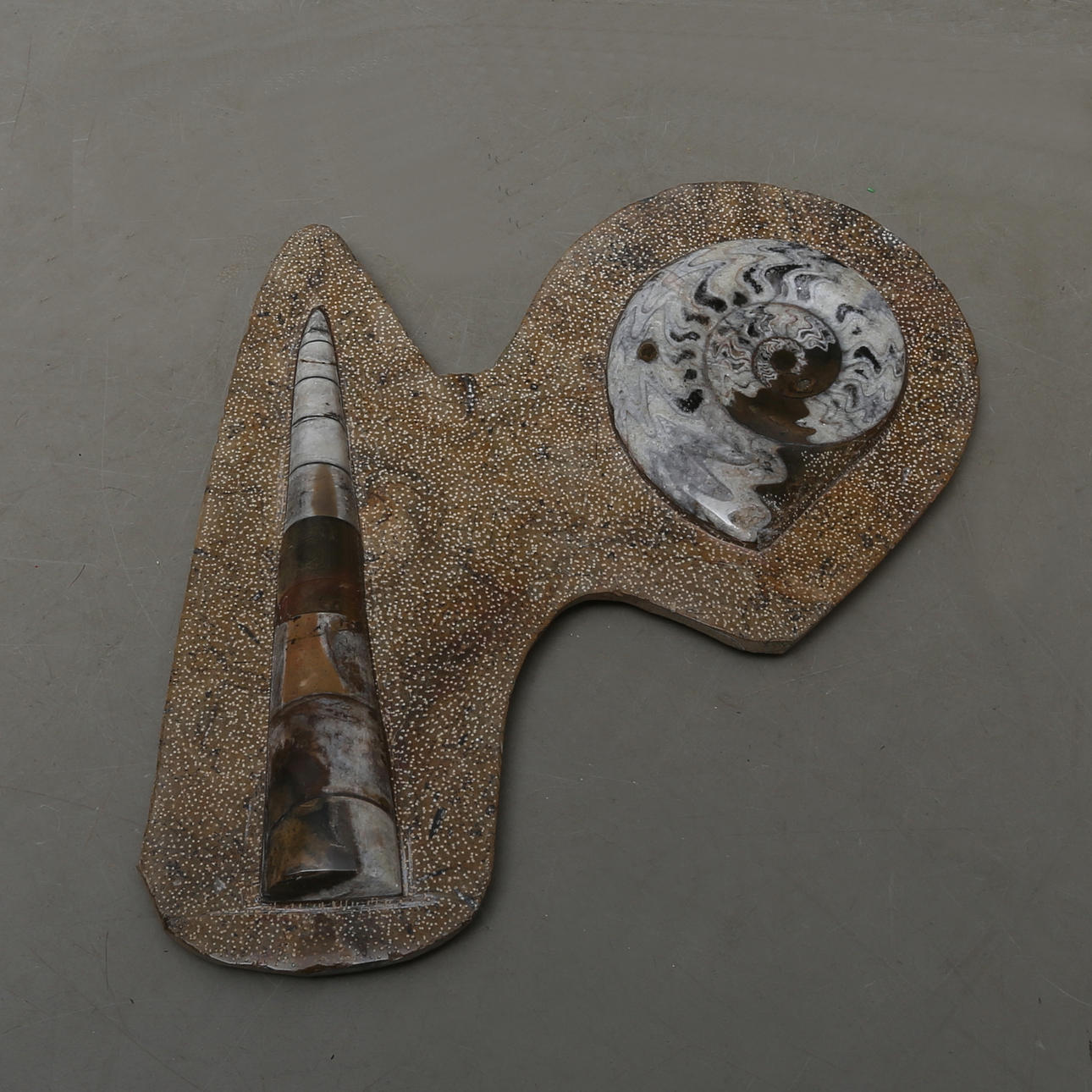 FOSSIL, herunder ortoceratit.