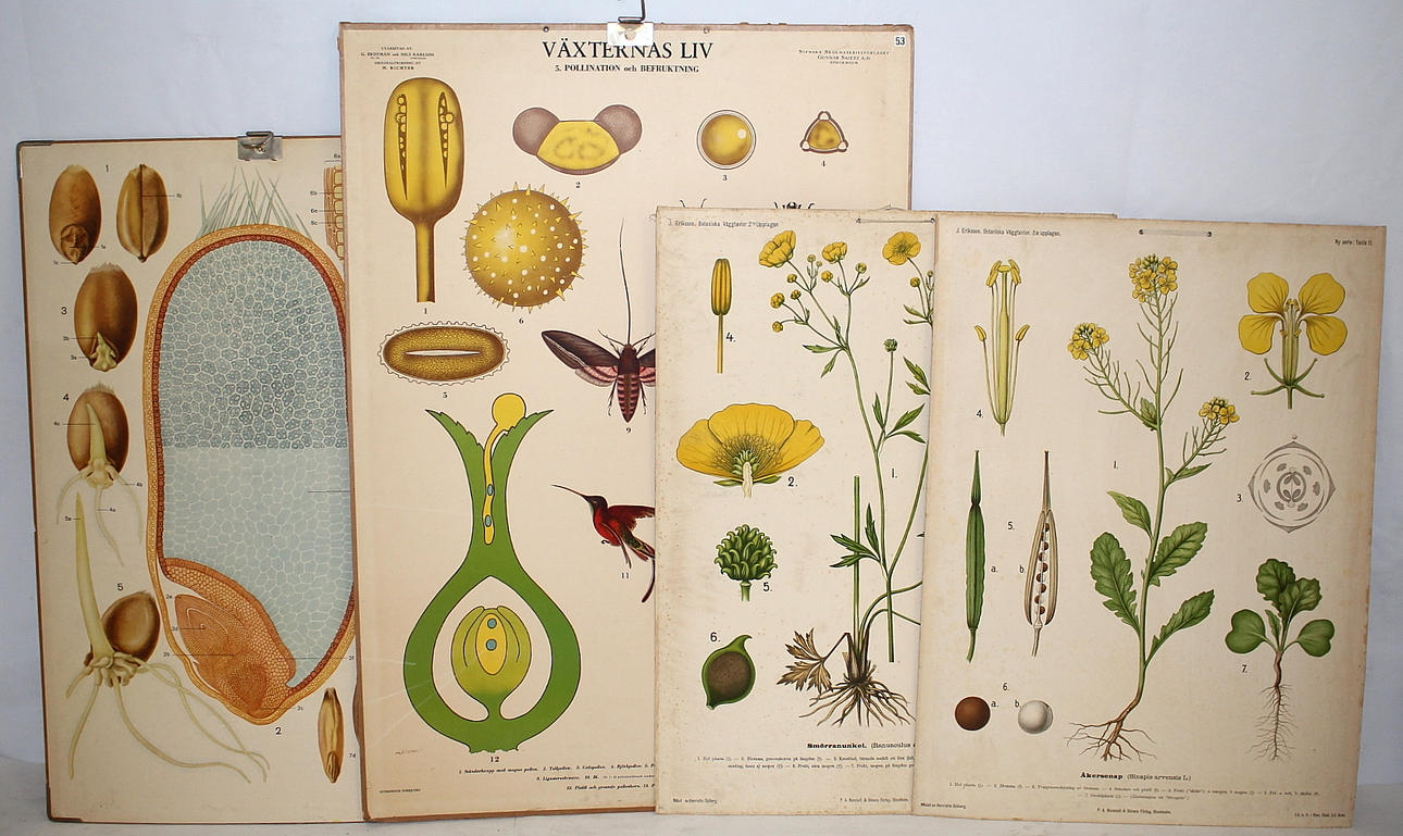 SKOLPLANSCHER, 4 st. växter.