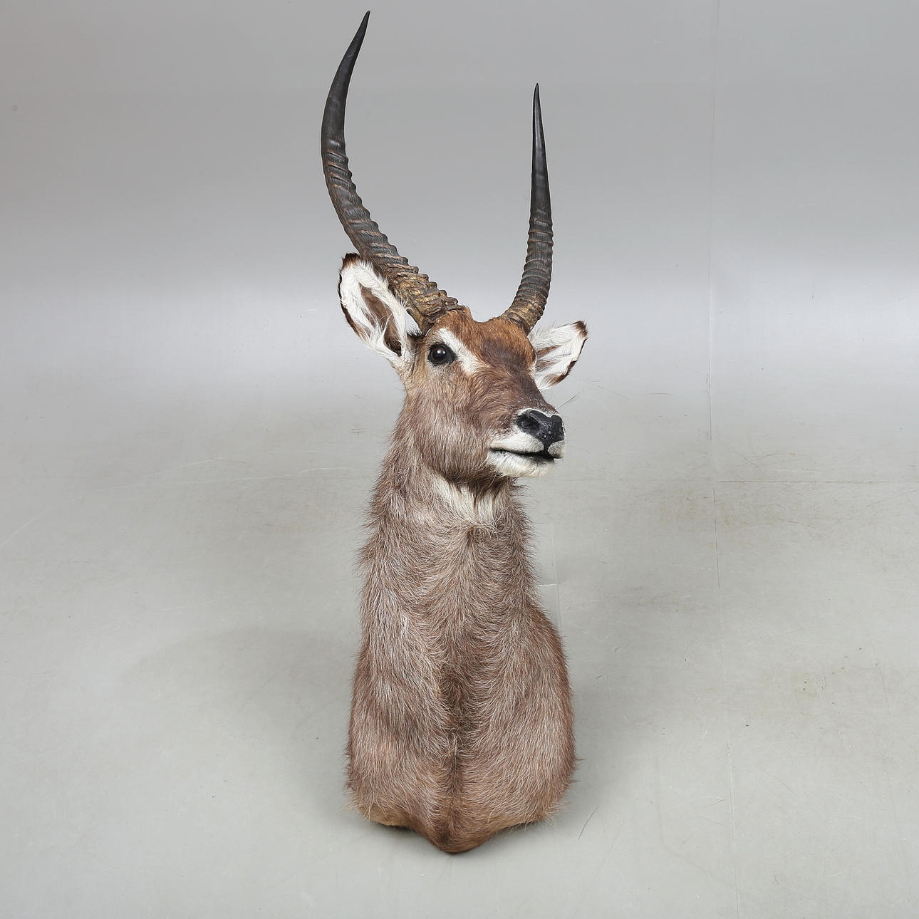 HUNTING TROPHY, Waterbuck, Kobus.
