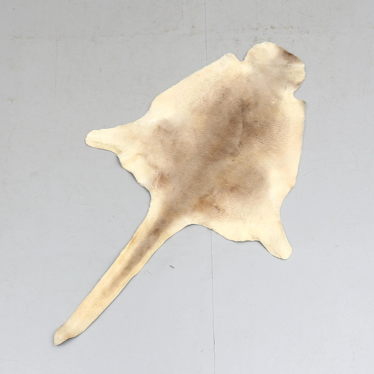 KÄNGURUSKINN, Australien, 1900-tal.