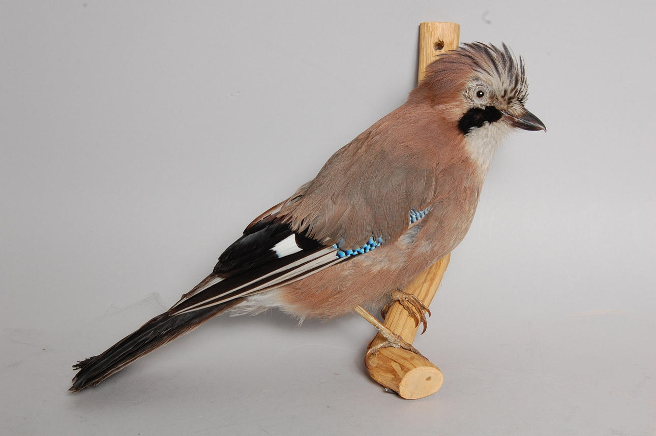 UPPSTOPPAD, NÖTSKRIKA.