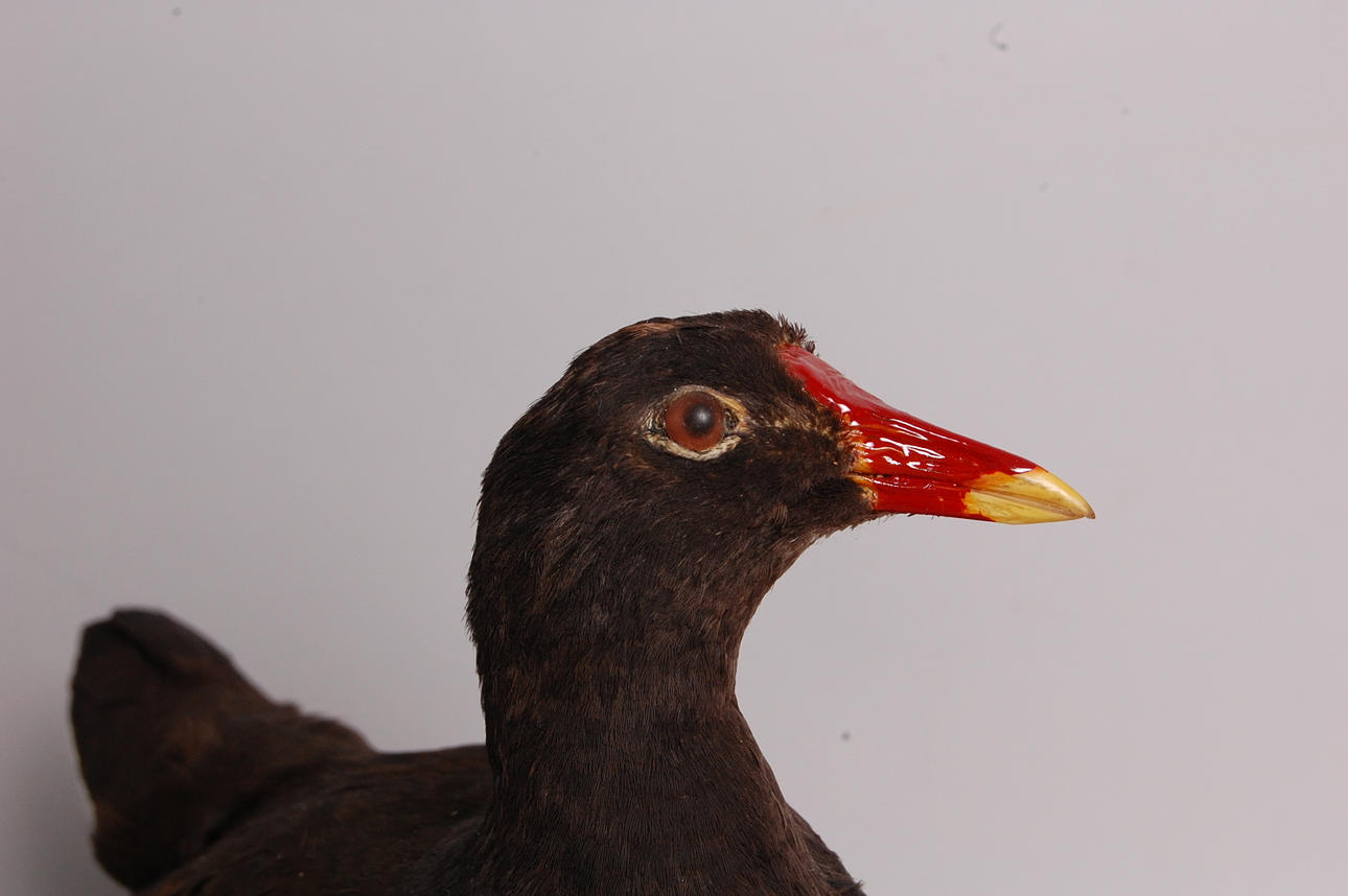 UPPSTOPPAD SOTHÖNA.