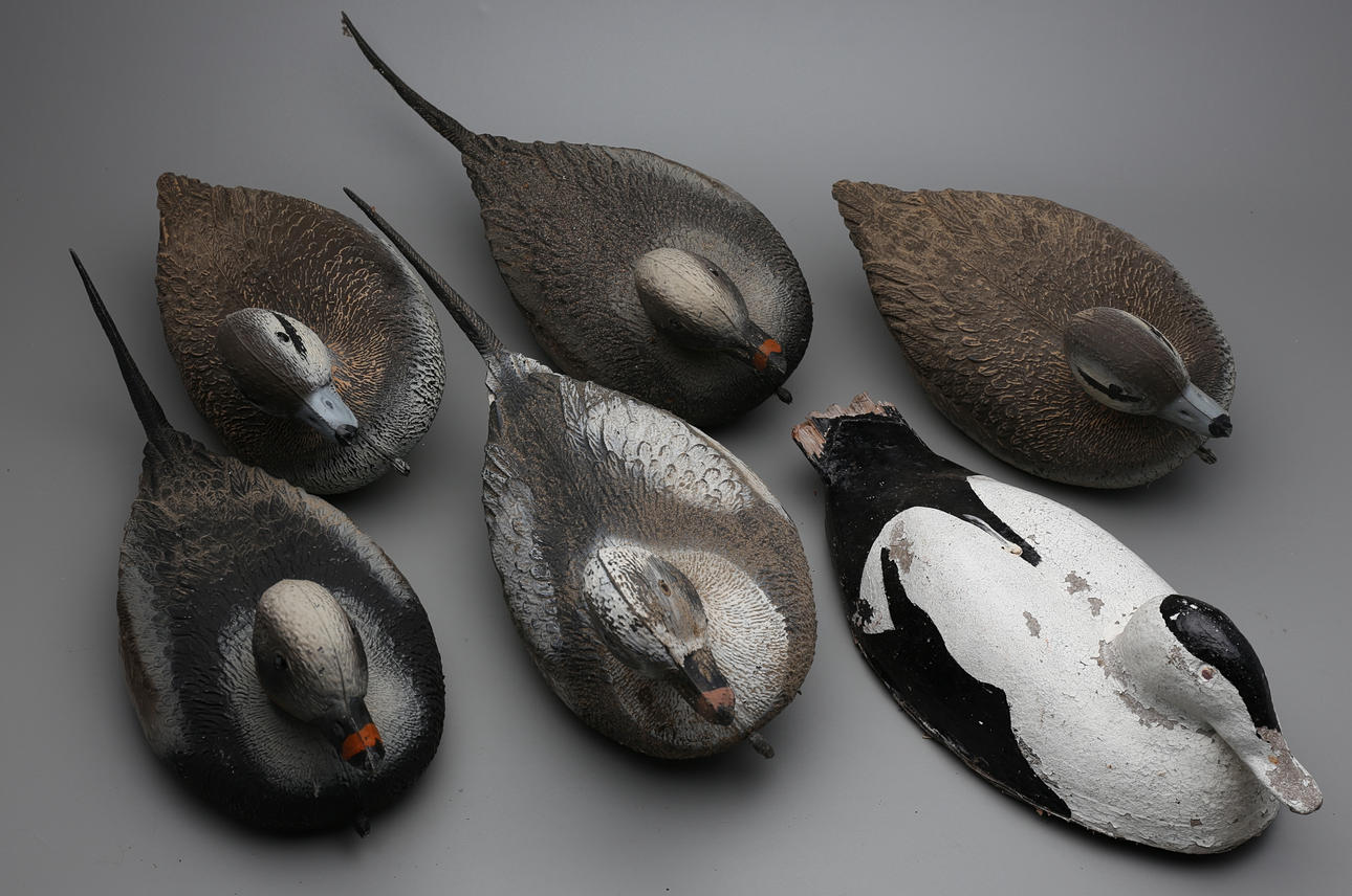 SJÖFÅGELVETTAR (6).