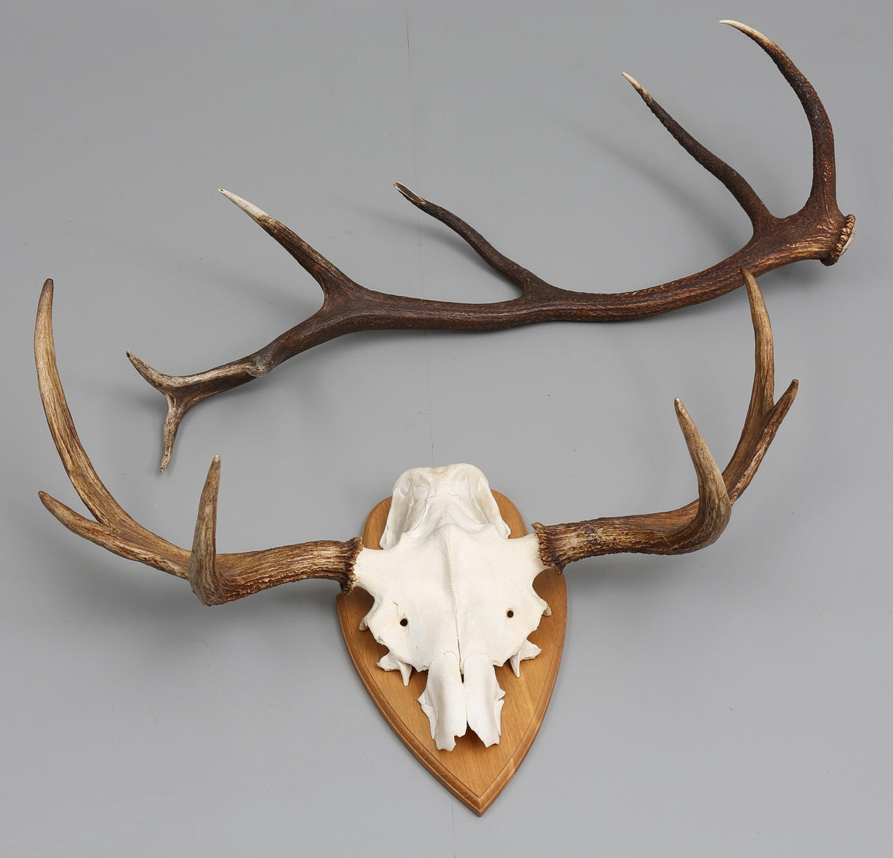 ÄLGHORN OCH KRONHJORTSHORN.