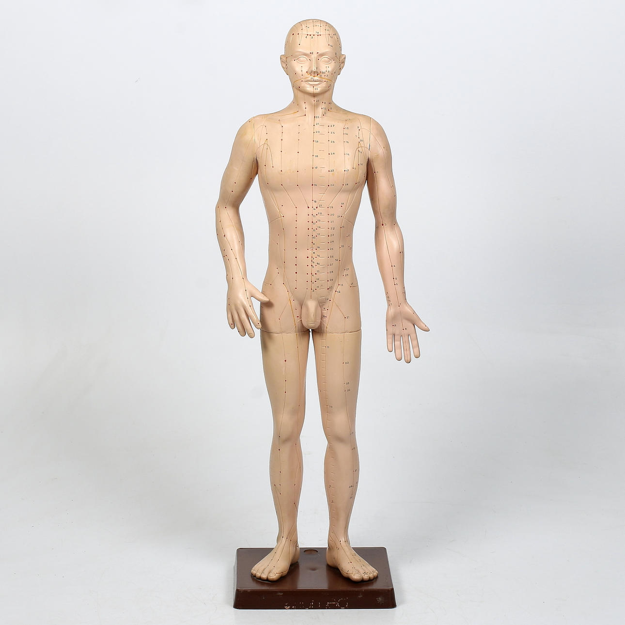 ANATOMISK MODELL, för akupunktur, 19/2000-tal.