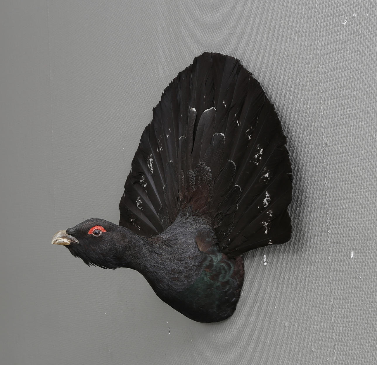 TROFFÉ, taxidermi, orre.