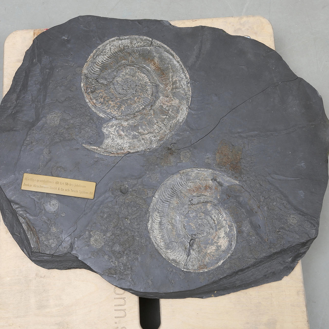 FOSSIL, Ammoniten in Schiefer.