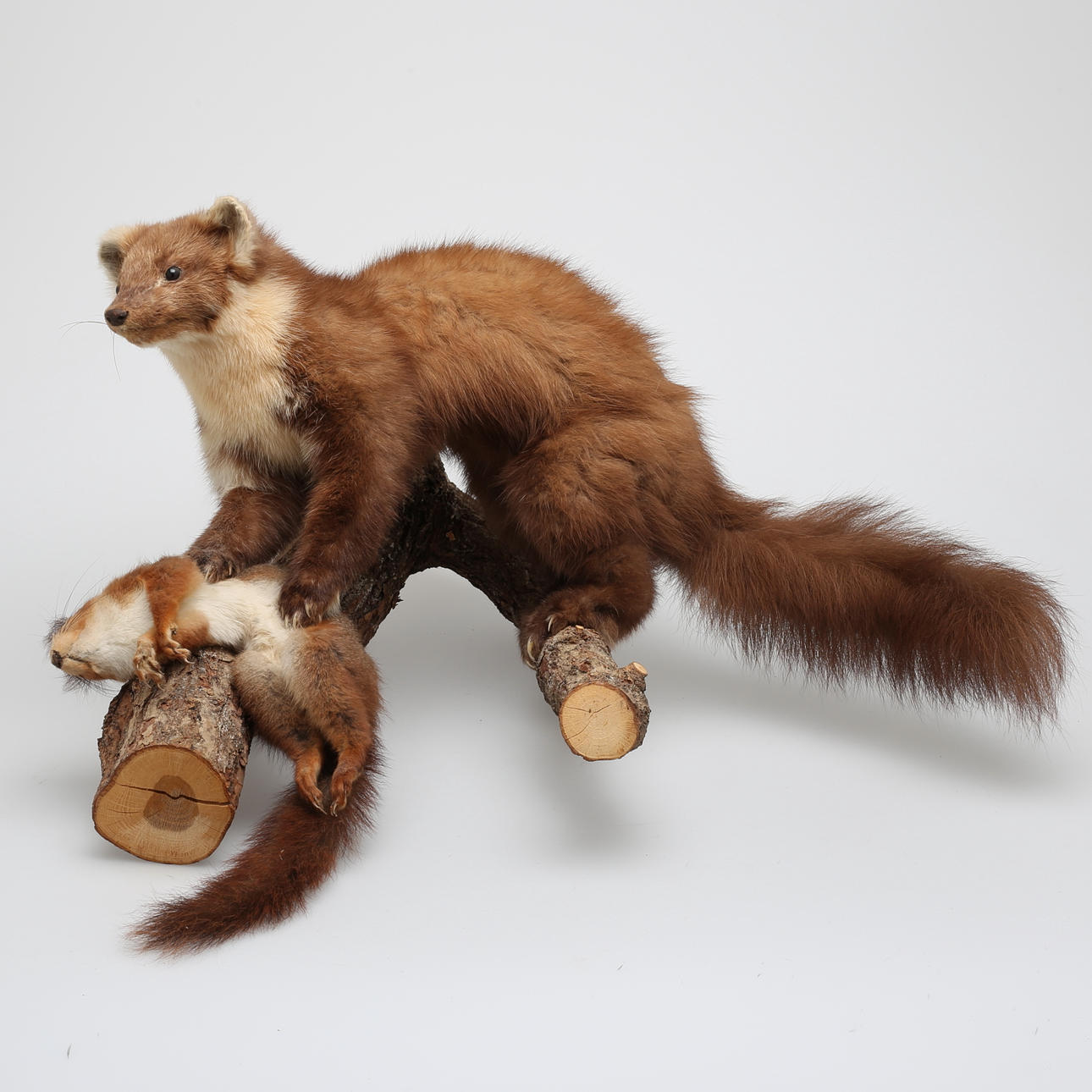 MARTA RELLENA CON ARDILLA.