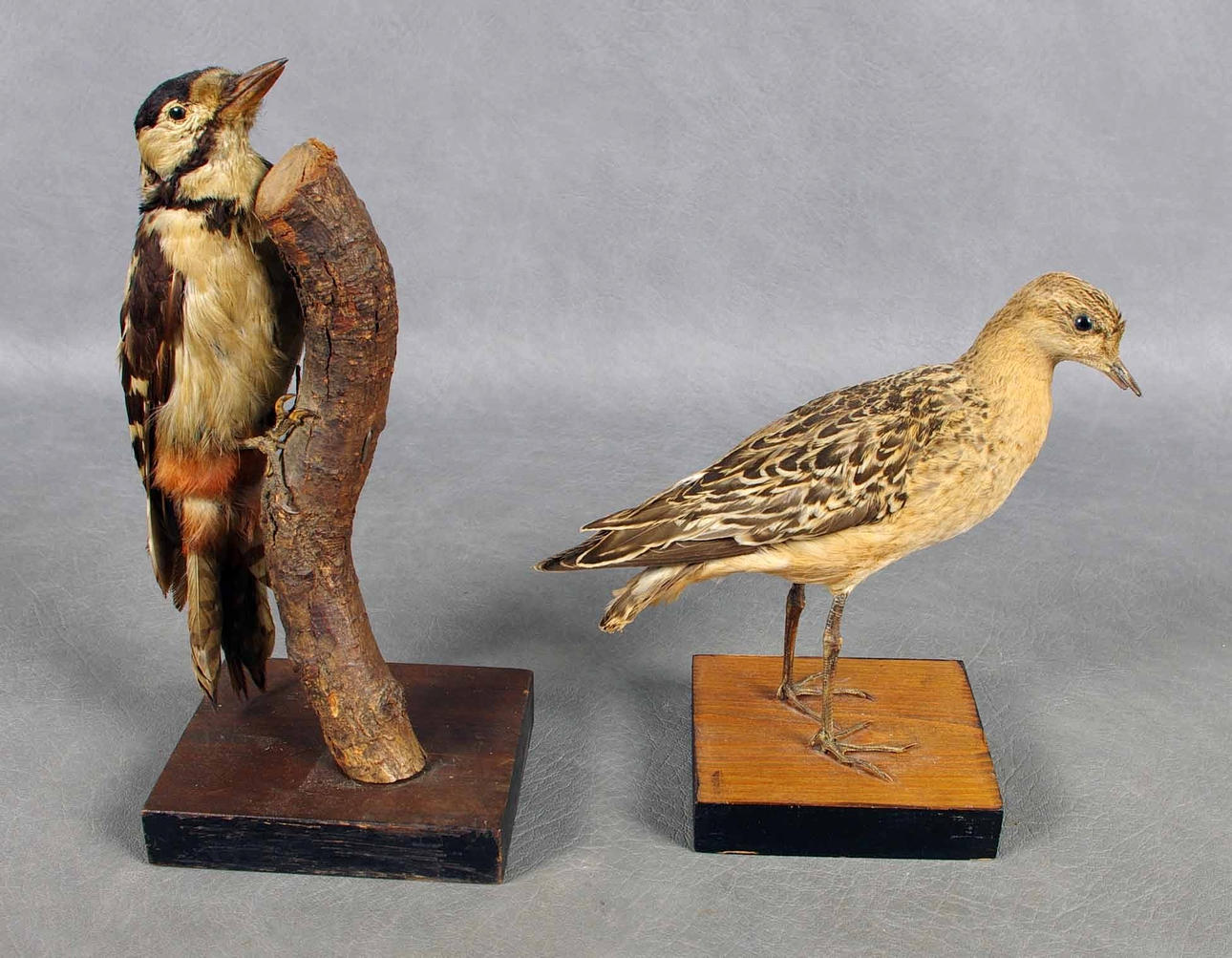 UPPSTOPPADE FÅGLAR, 2 stycken.