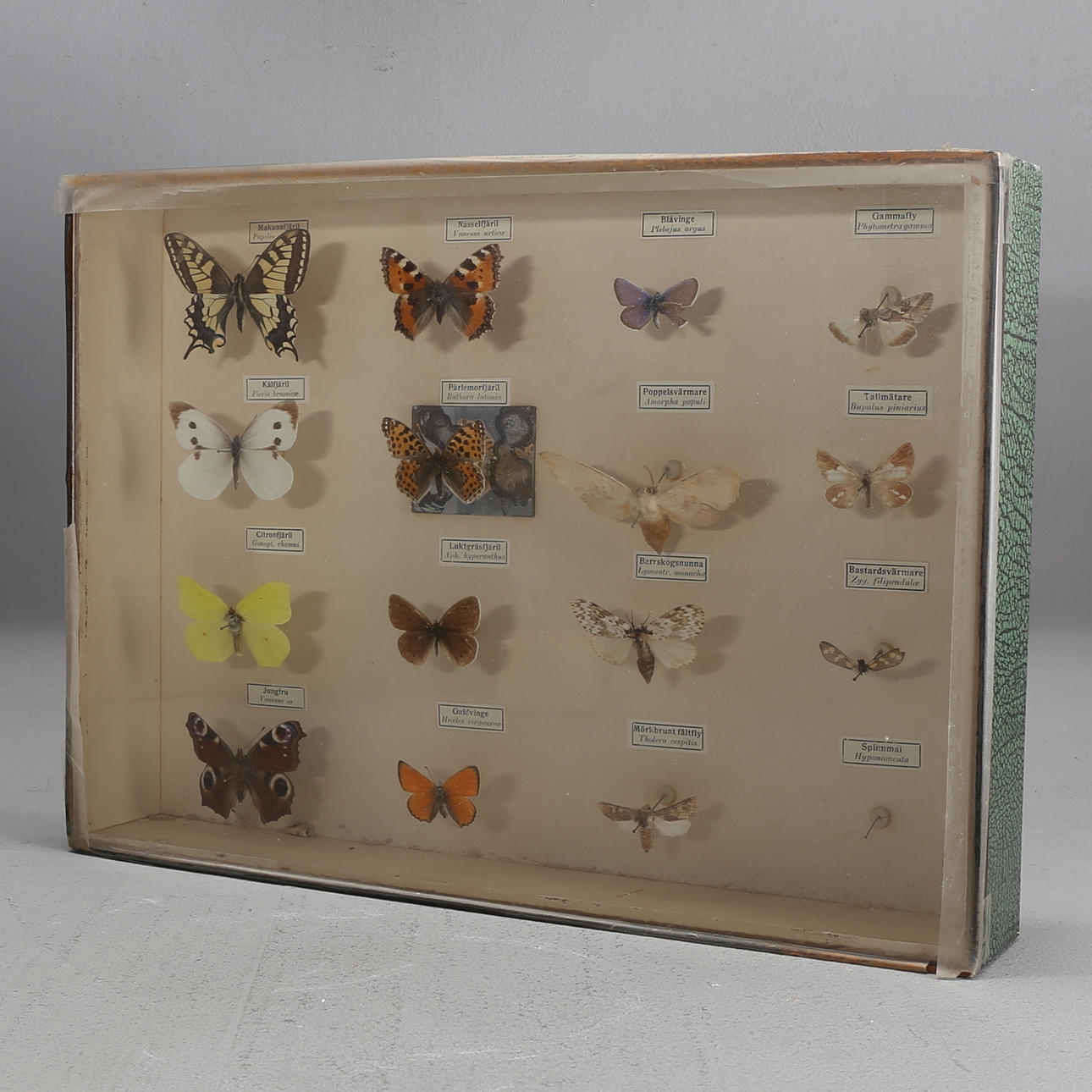 COLECCIÓN MARIPOSAS, 15 uds.