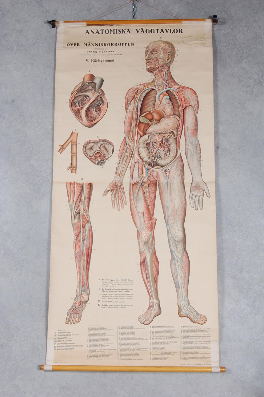 SKOLPLANSCH, antomiskbild, 1900-talets först hälft.