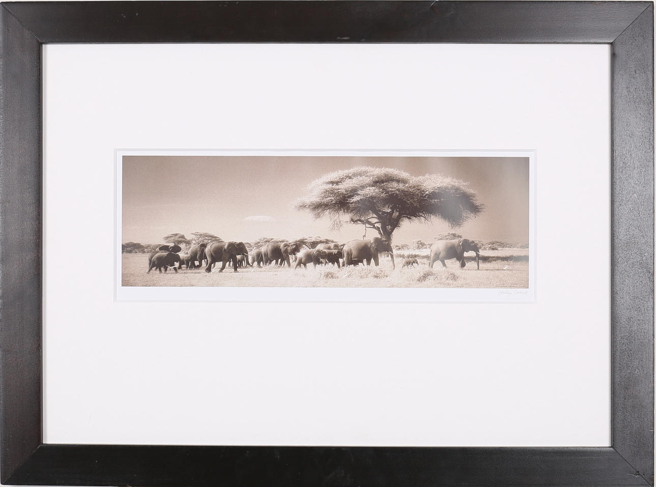 MARTYN COLBECK. Elefanter. Offsettryck. Signerad i trycket.