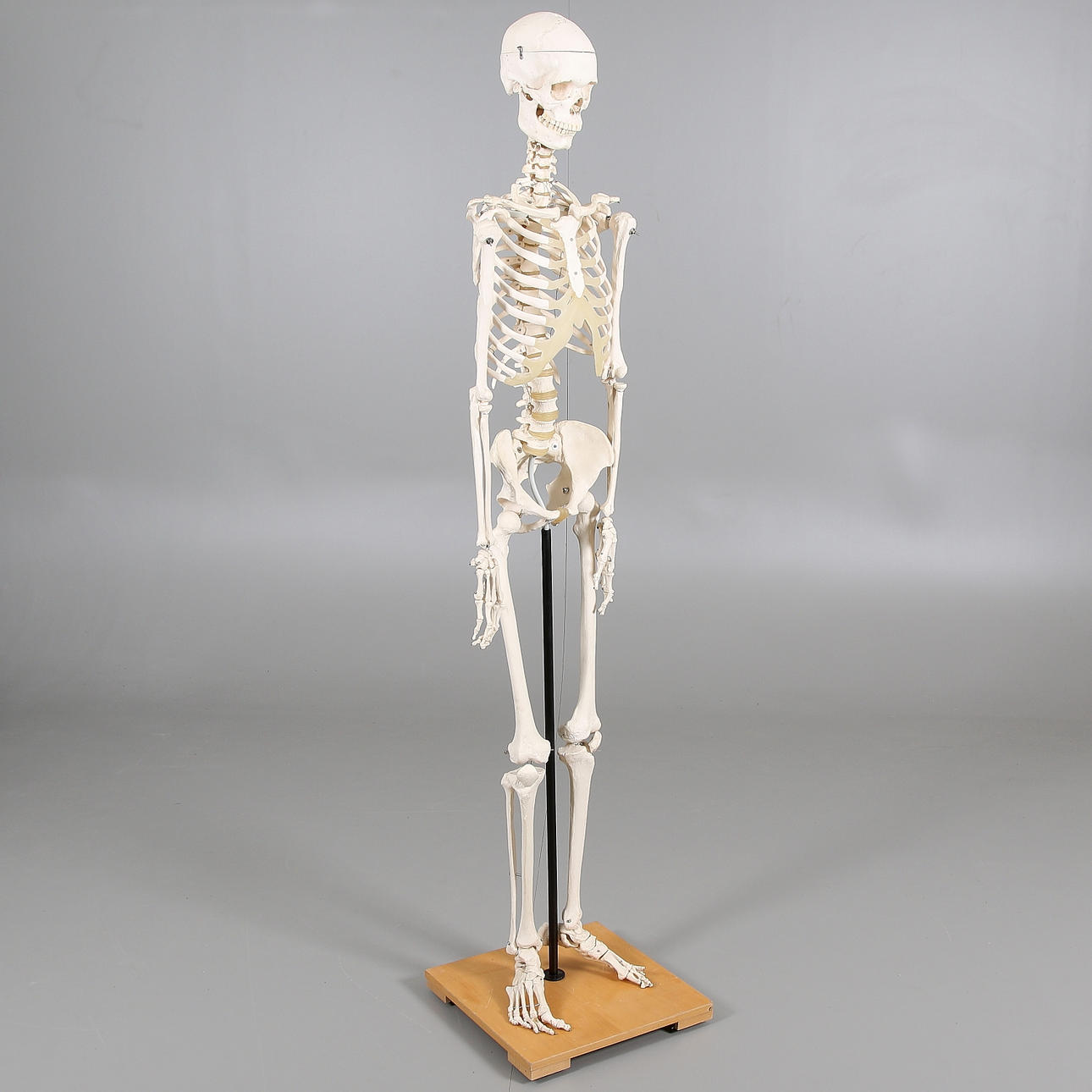 MODELO ANATÓMICO, plástico, esqueleto humano, siglo XX.