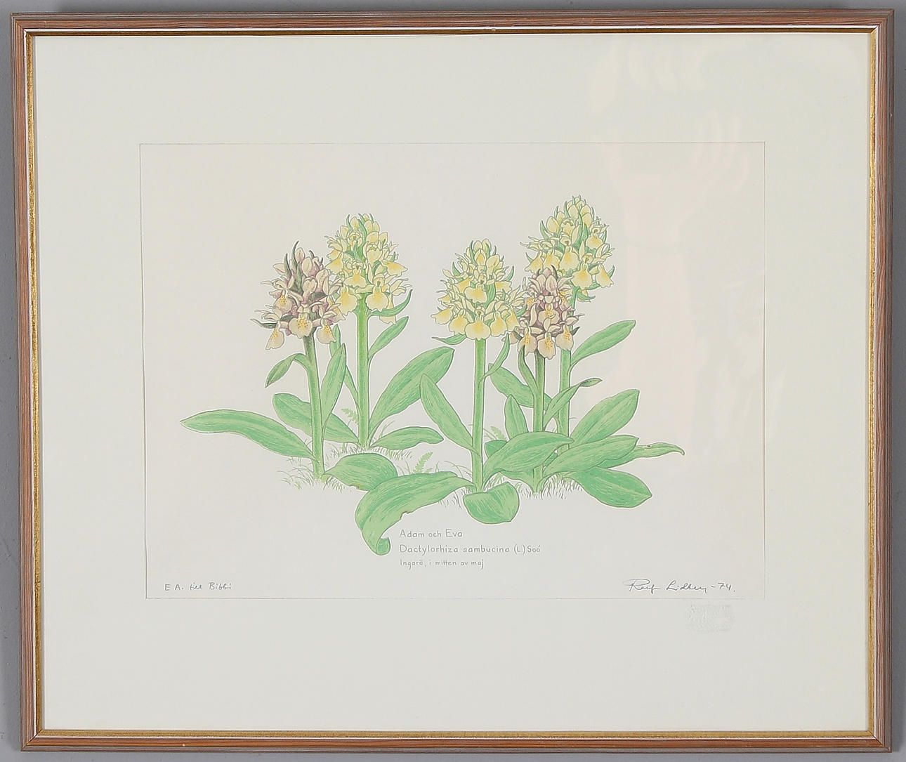 ROLF LIDBERG. "Adam and Eve", orchids, lithograph, signed, EA edition.