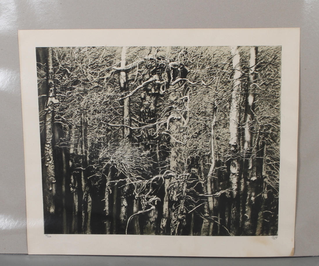 ROJ FRIBERG. Björkskog, litografi, signerad och numrerad 118/200.