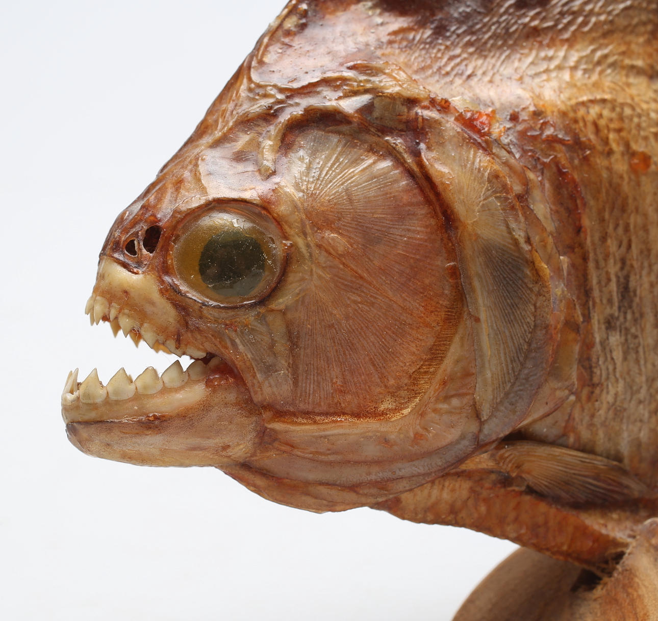 PIRAYA, uppstoppad, 1900-tal.