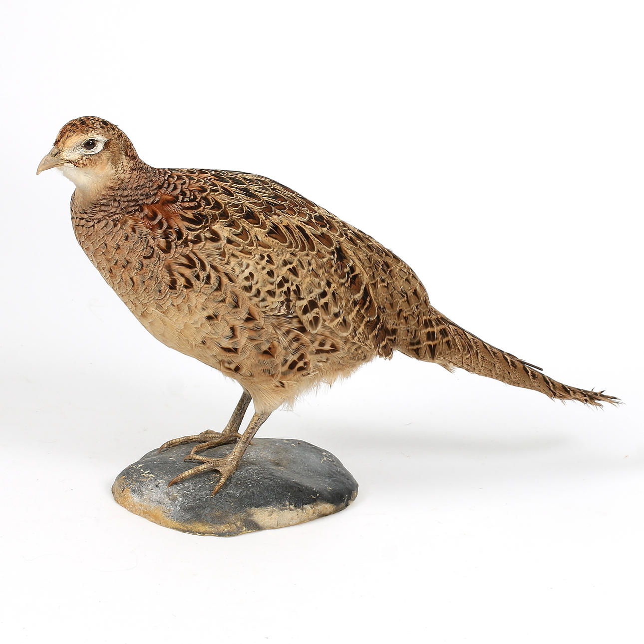 FASAN, hun, udstoppet, 20. århundrede.