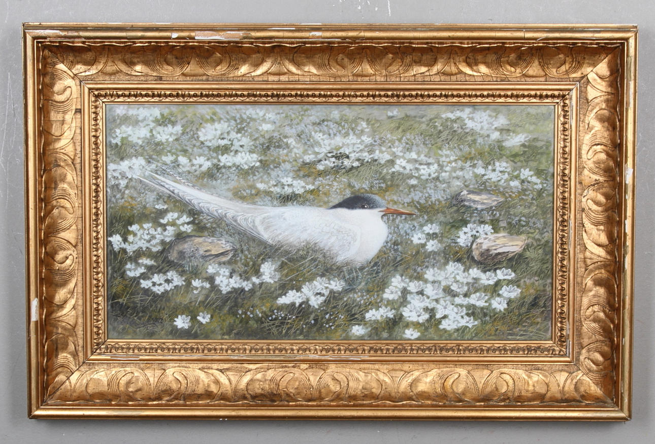 ELIS BARKSTEDT. Akvarell, Ruvande silvertärna, signerad och daterad 1917.