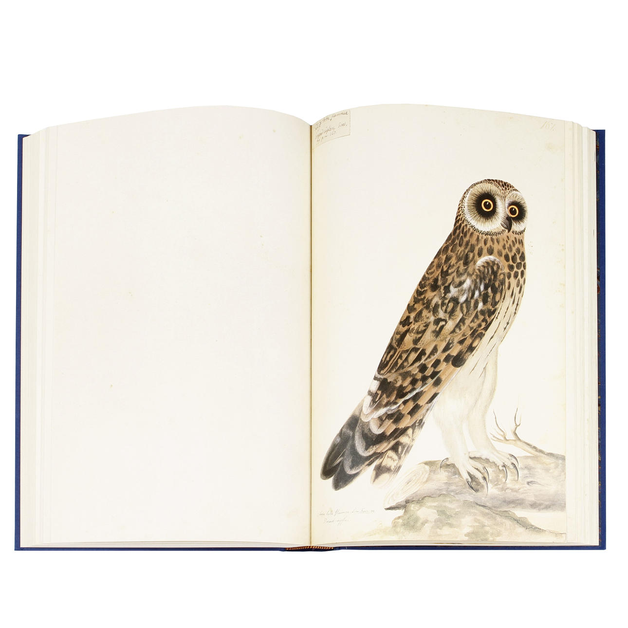 THE BIRD BOOK and the PORTFOLIO with commentaries, Olof Rudbeck dy