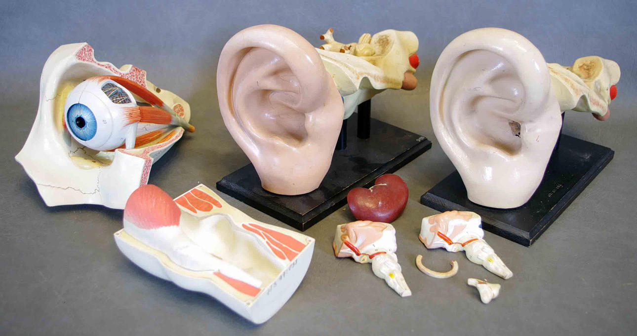 ANATOMISKA MODELLER, öron, öga m.m.
