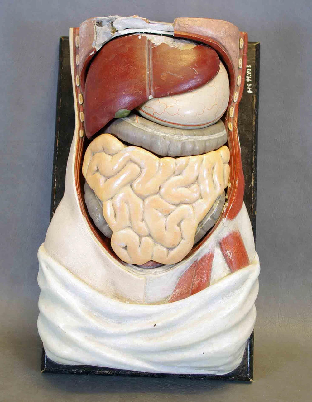 ANATOMISK MODELL, torso.