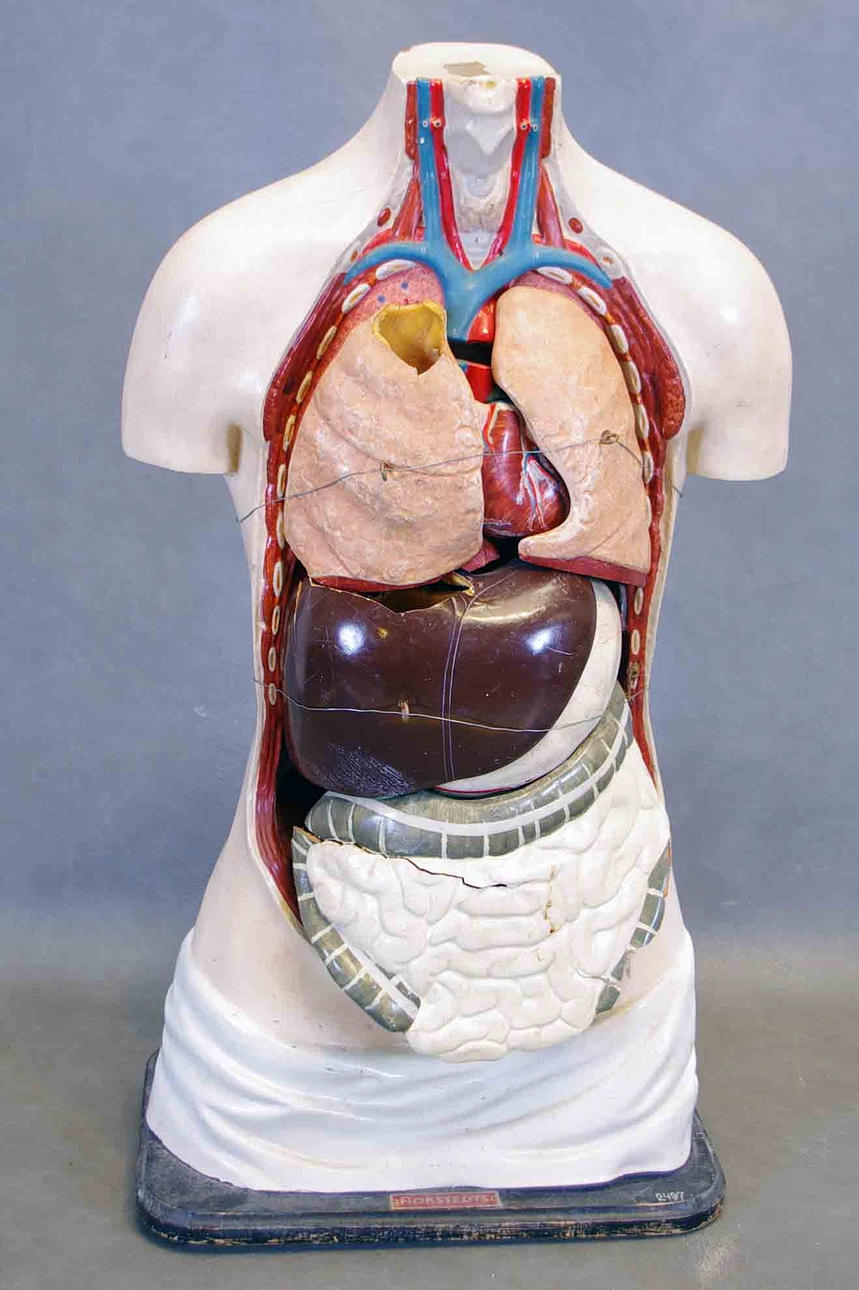 ANATOMISK MODELL, torso.