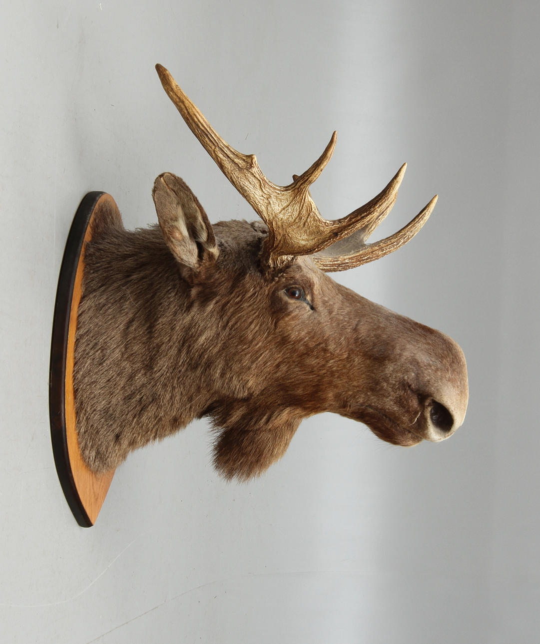 JAKTTROFÉ, älghuvud, 1900-tal.