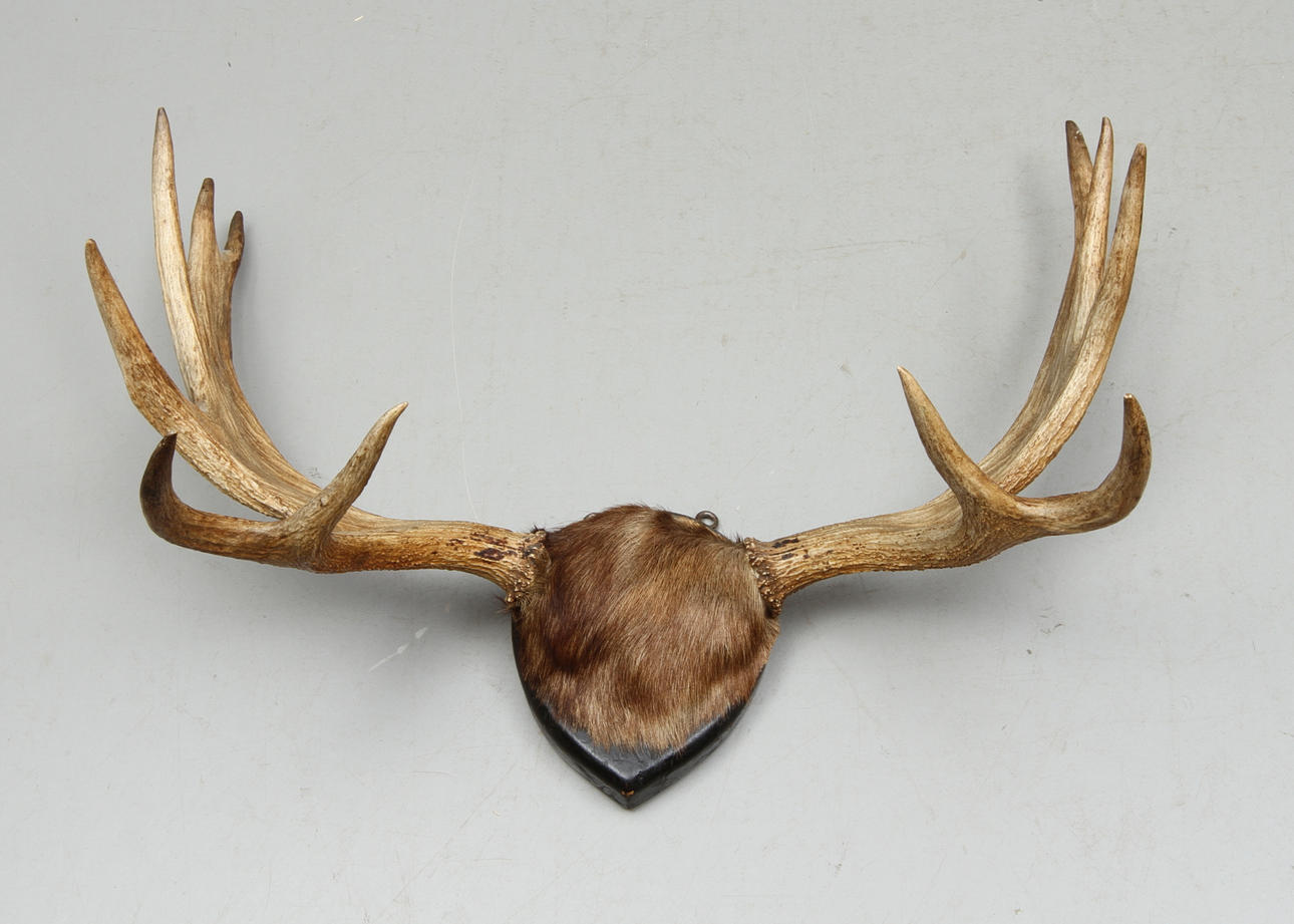 ÄLGHORN, 11 taggar.