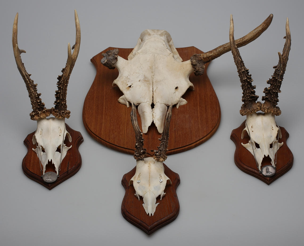 TROFÉSKJÖLDAR (4). Hjortar och eventuellt älg.