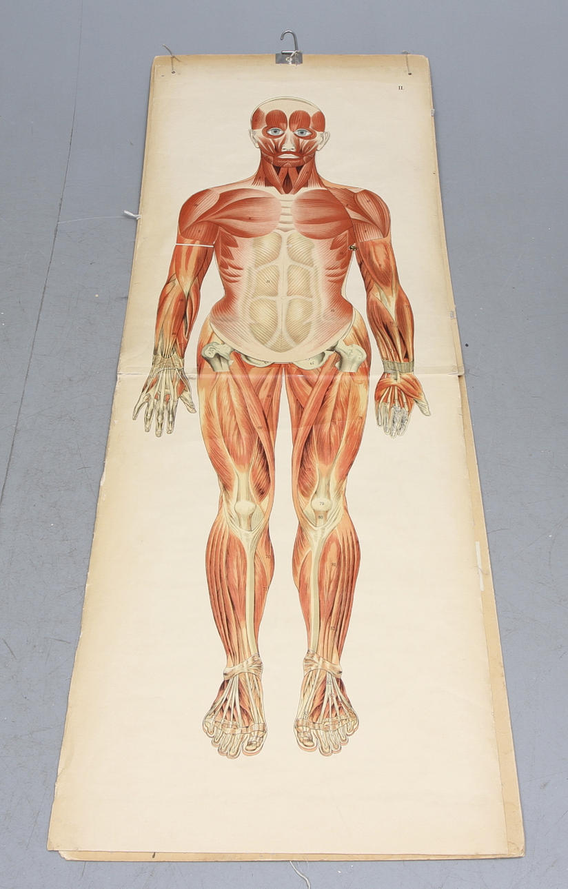 ANATOMISK AFFISCH, 1900-talets mitt.