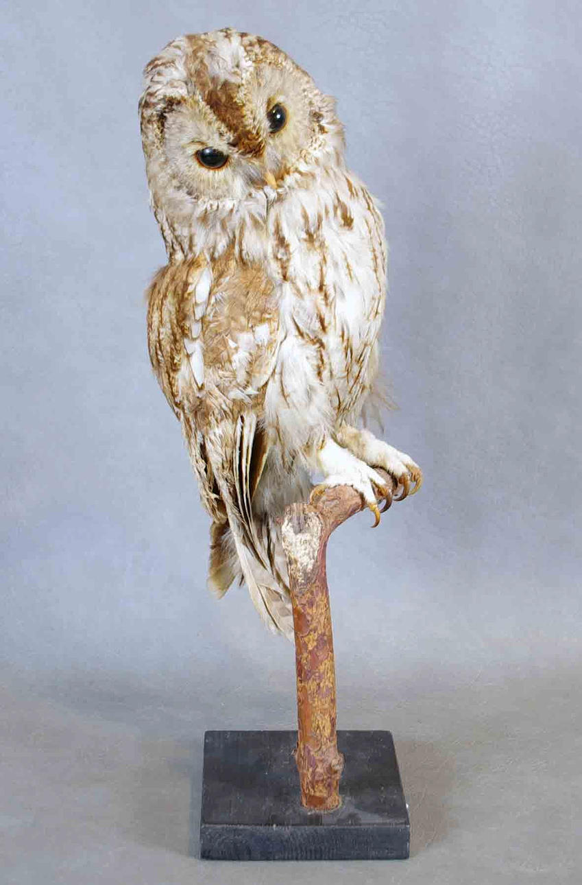 UPPSTOPPAD FÅGEL, kattuggla.