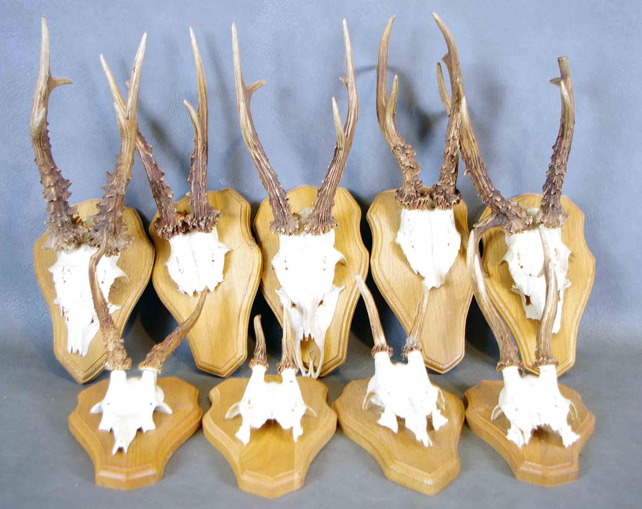 JAKTTROFÉER, rådjurshorn, 9 stycken.