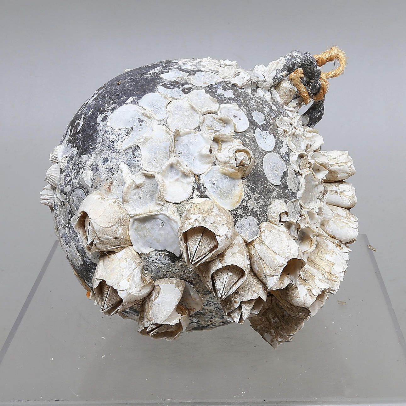 DEKORELEMENT, ankarboj med snäckskal.