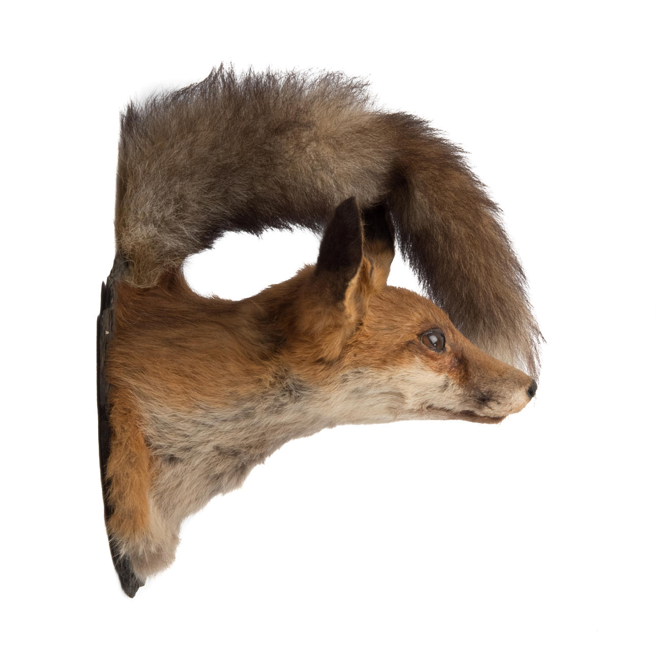 TROFEO DE CAZA, zorro.