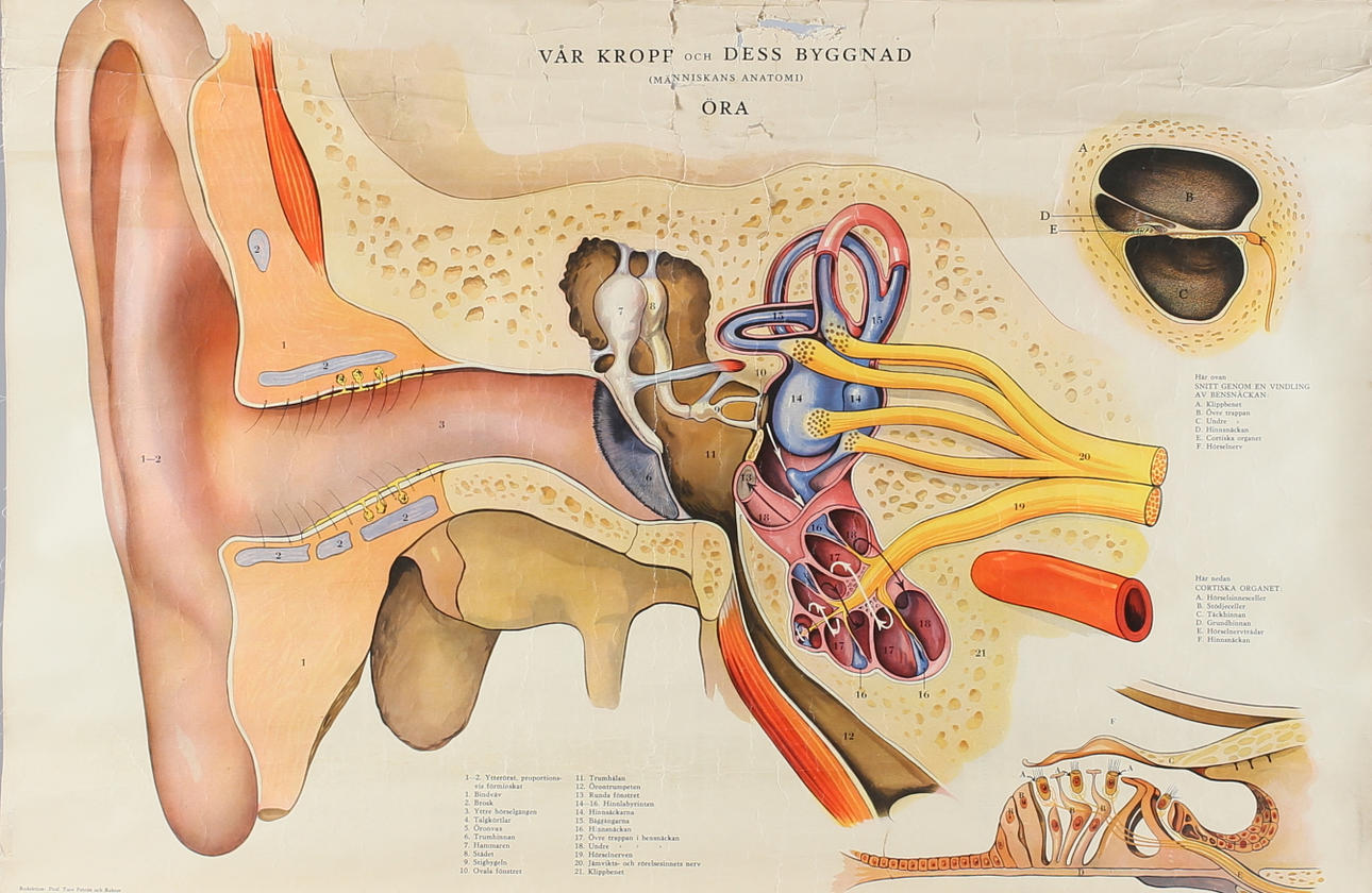 ANATOMICAL SCHOOL PLANKERS, 2 pcs, 1900s.