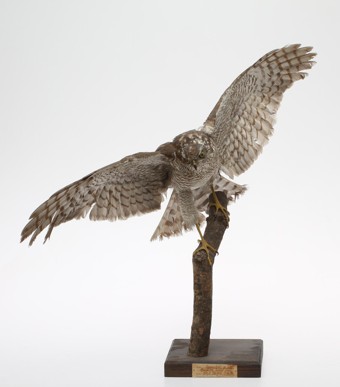 UPPSTOPPAD FÅGEL, Sparvhök, 1941.