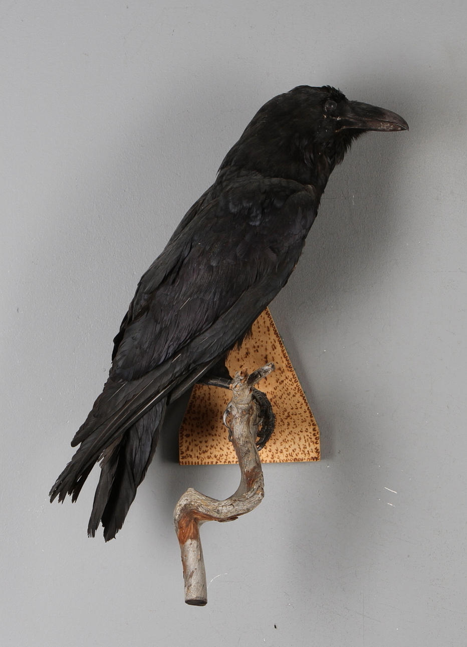 UPPSTOPPAD FÅGEL, Korp.