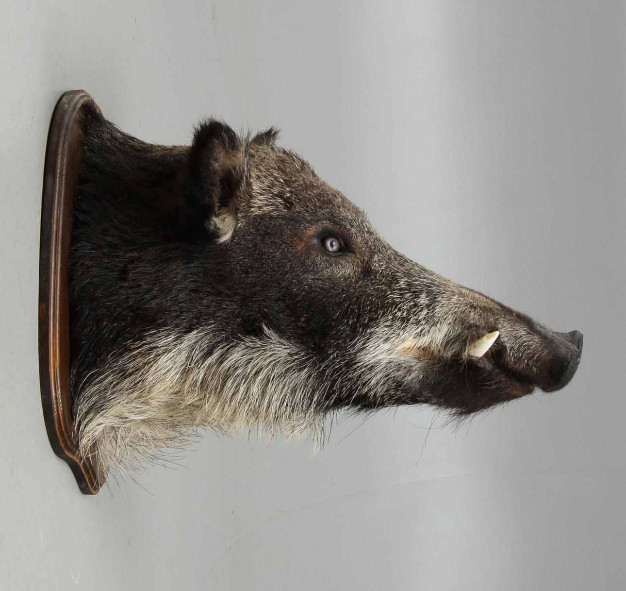 JAKTTROFÉ, Vildsvinshuvud.
