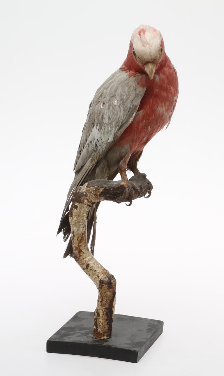 UPPSTOPPAD FÅGEL, Rödbröstad kakadua, 1929.