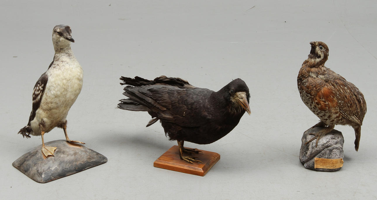 UPPSTOPPADE FÅGLAR, 3 st, 1900-tal.