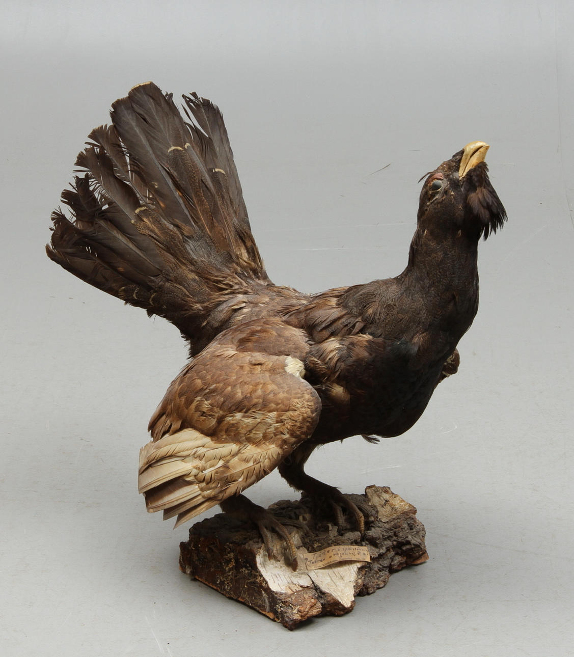 UPPSTOPPAD FÅGEL, Tjädertupp.