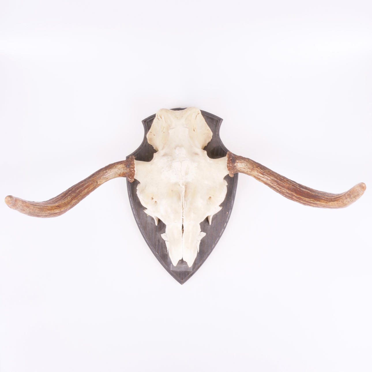 JAKTTROFE, Älghorn, 1978.