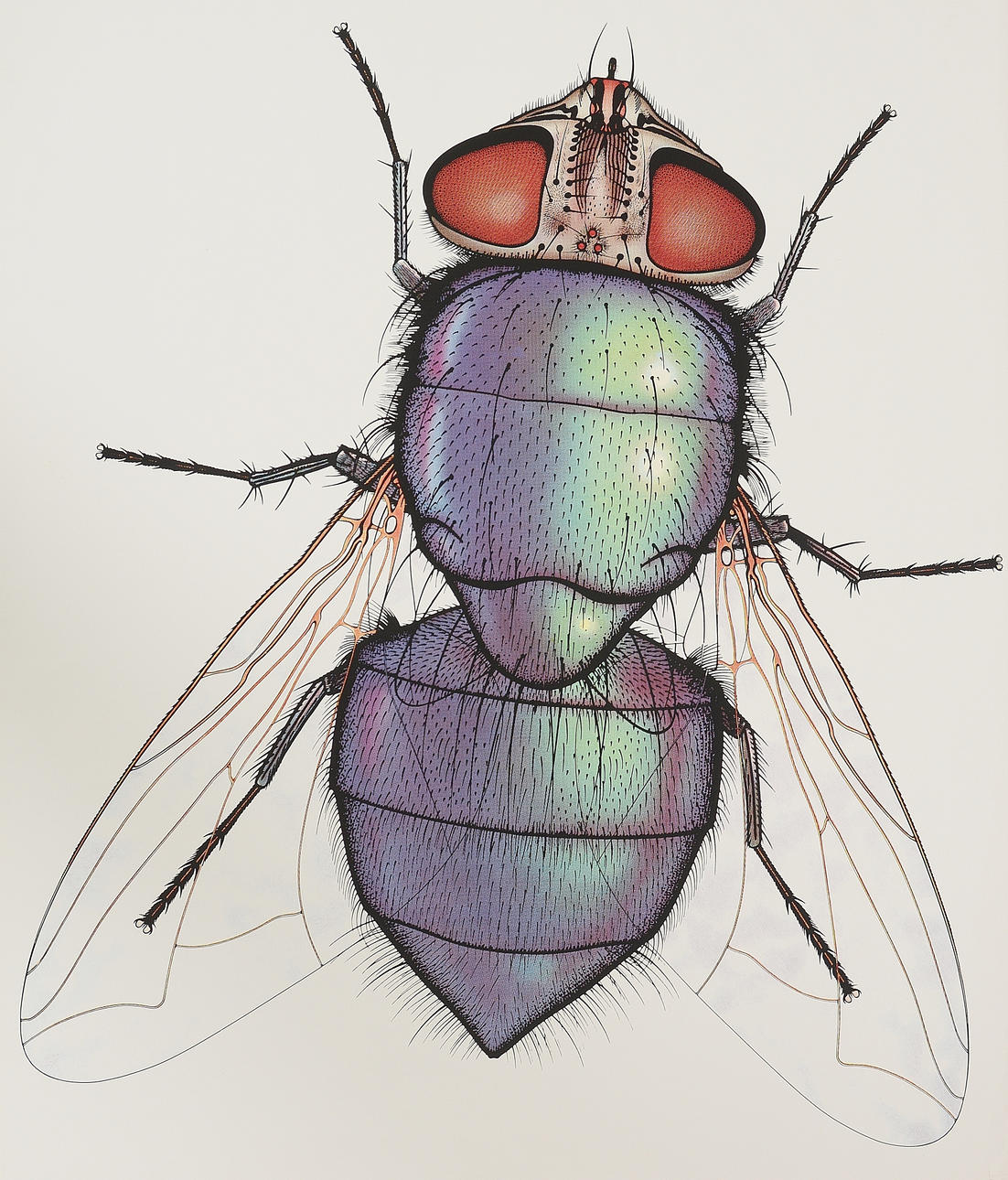 ANDERS ÖSTERLIN. Affisch, Flugan.