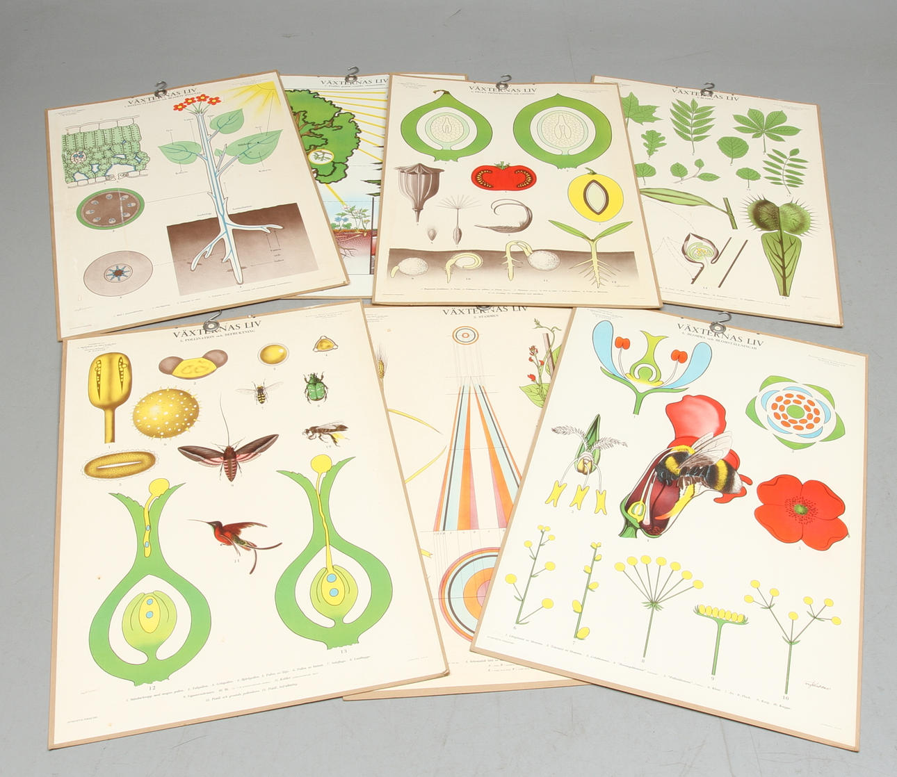 SKOLPLANSCHER, 7 st, Växternas liv, 1900-tal.